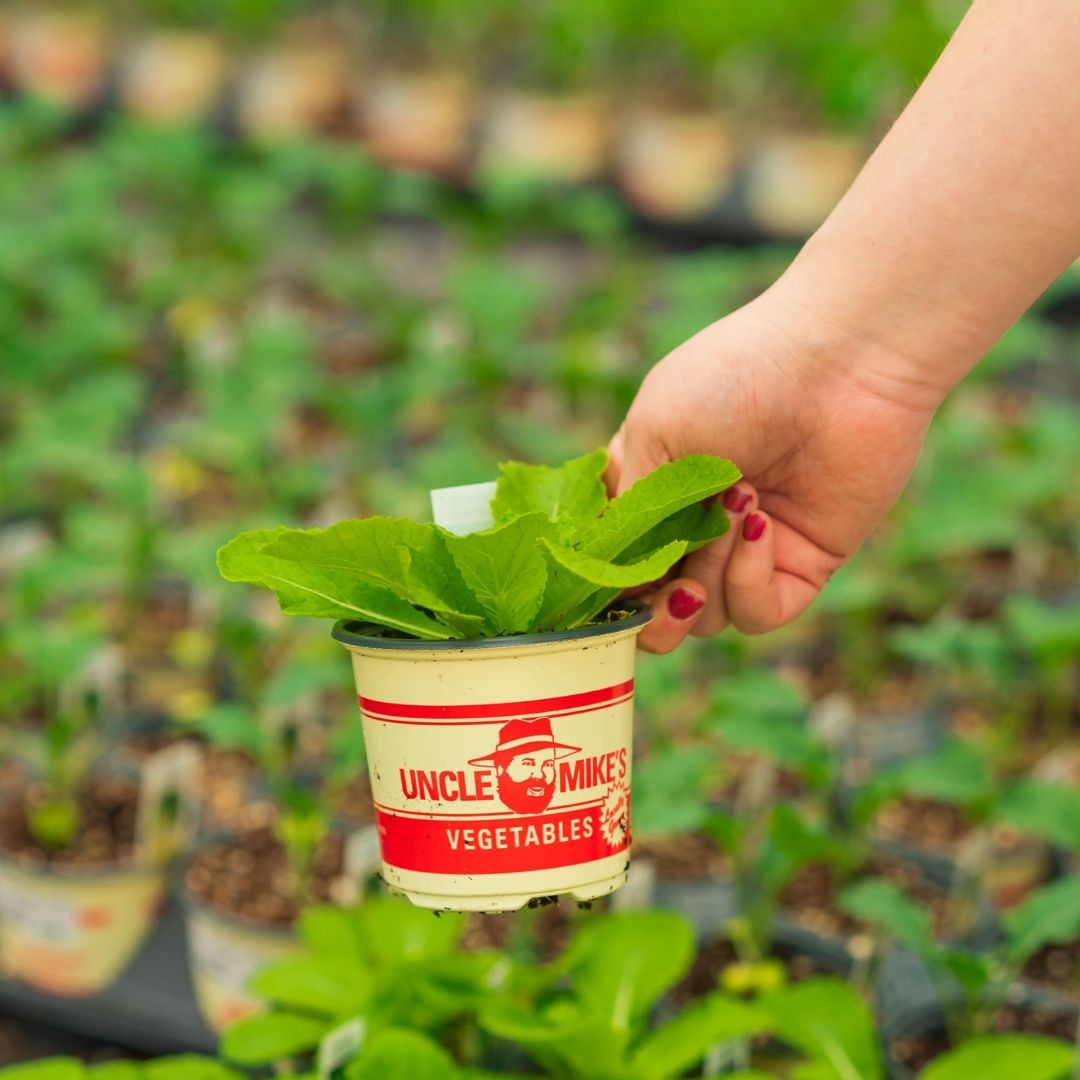 Cabbage – China Express – 4″ Pot